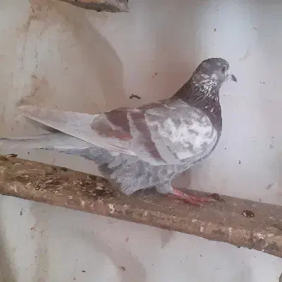 ماده خارجی|پرنده|ماکو, |دیوار