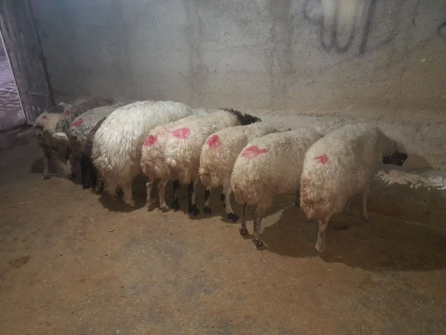 میش وبره|حیوانات مزرعه|کارزان, |دیوار