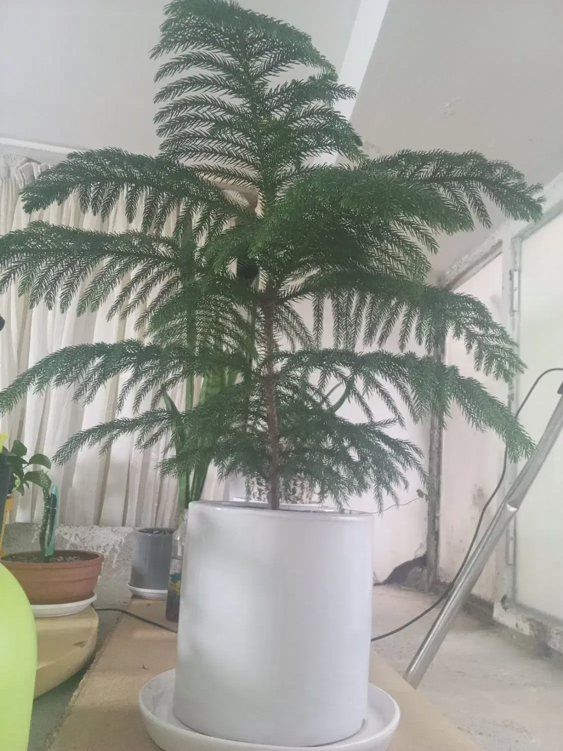 کاج مطبق پنج ساله|گل و گیاه طبیعی|شیروان (خراسان), |دیوار