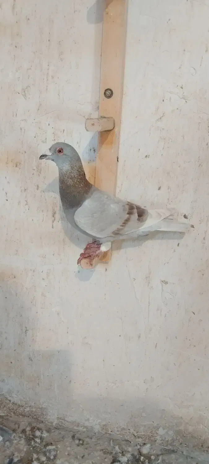 کفتر|پرنده|کازرون, |دیوار