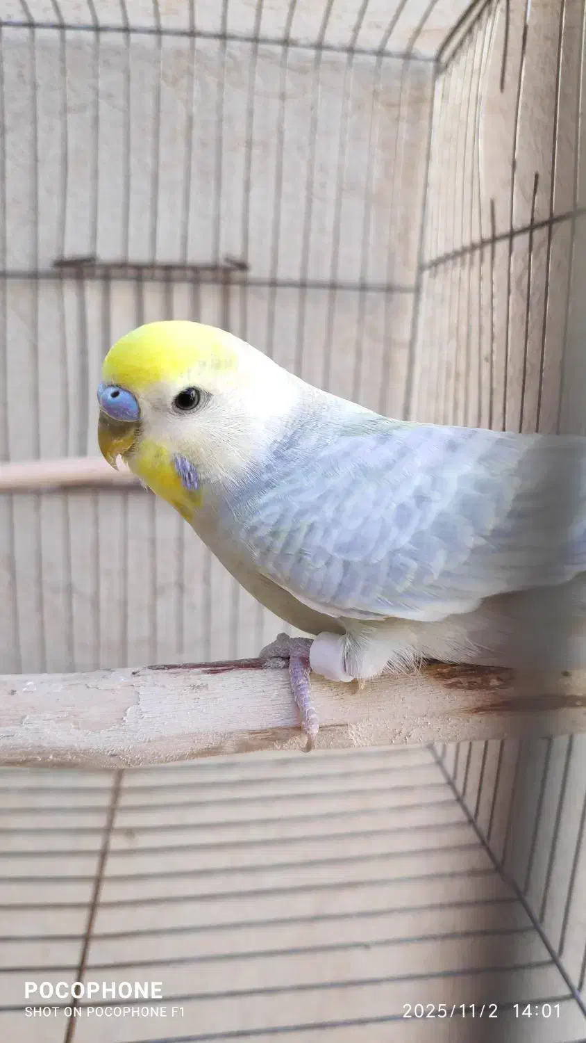 یک جفت مرغ عشق رینبو و یک عدد نر|پرنده|کارون, |دیوار