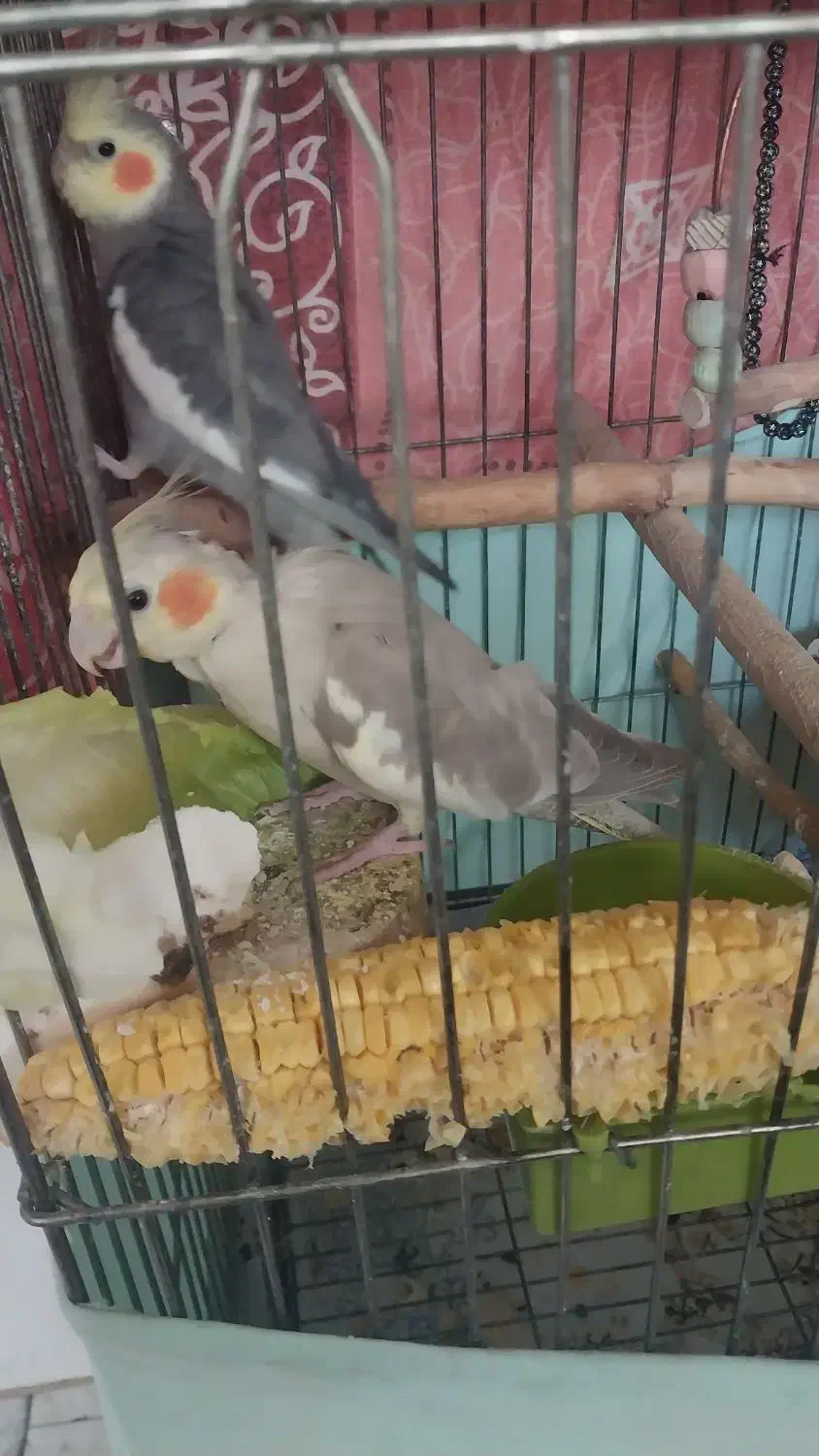 عروس هلندی مولدبا۴جوجه و۴تخم جدید|پرنده|تهران, شهرک امید|دیوار