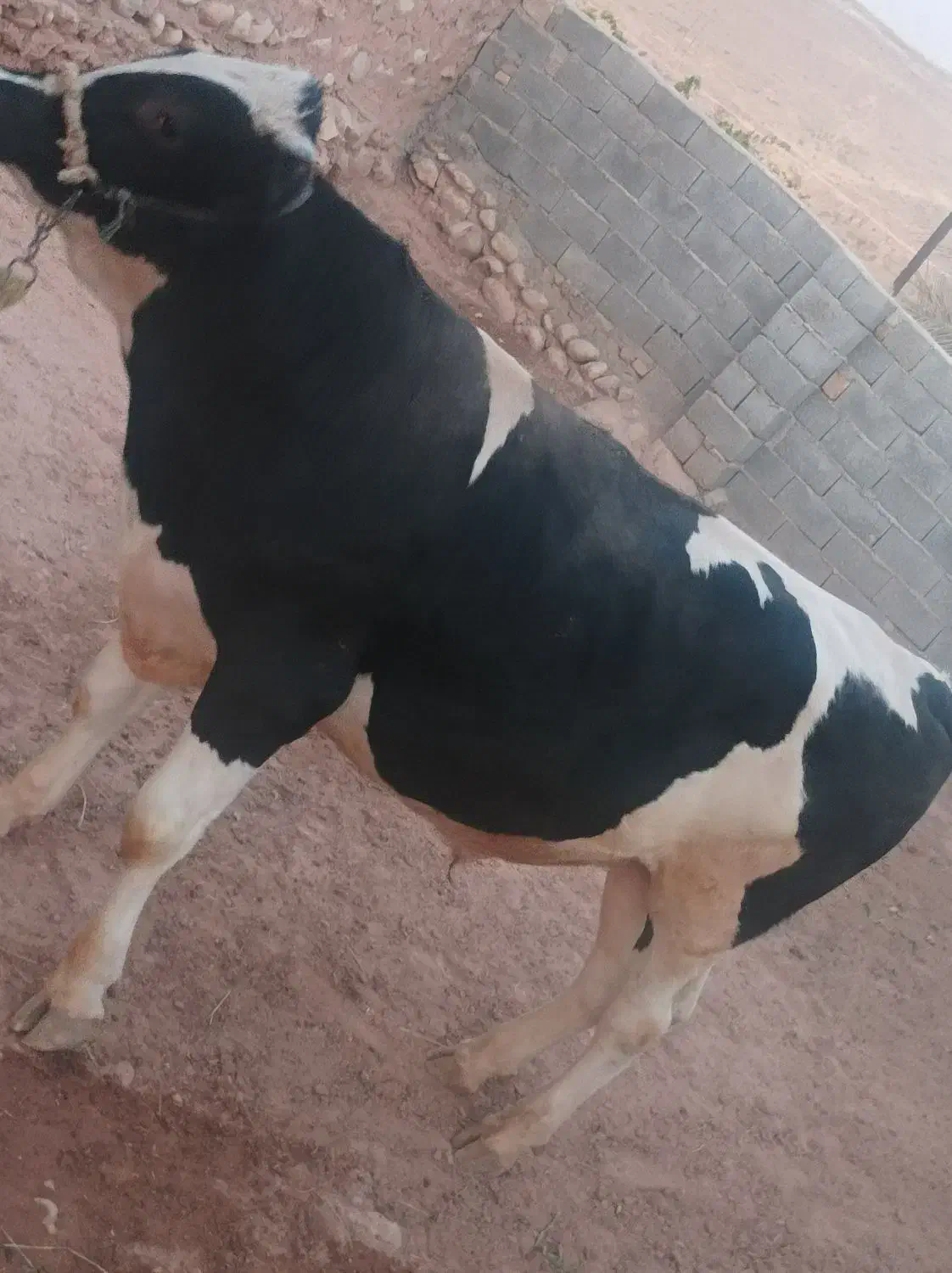 گوساله نر پروار ثابت|حیوانات مزرعه|زاگرس, |دیوار