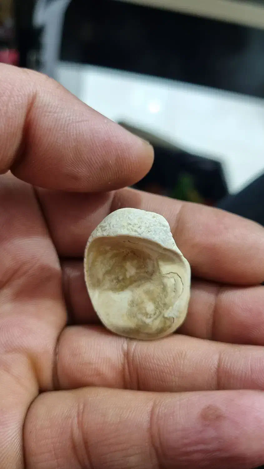 مهره اصل افغان|جواهرات|بندرعباس, |دیوار