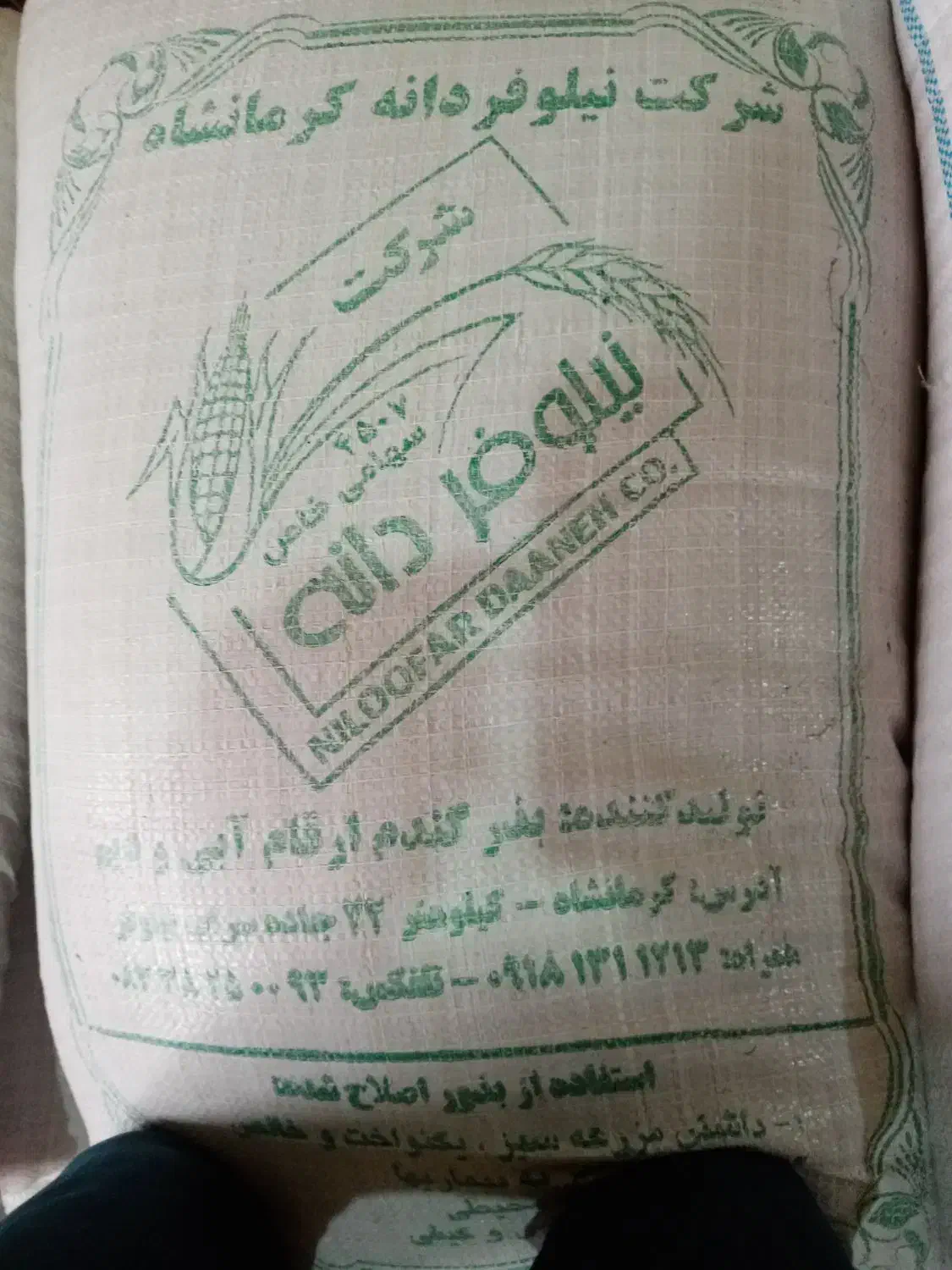 بذر گندم پیشگام آبی|گل و گیاه طبیعی|بیستون, |دیوار