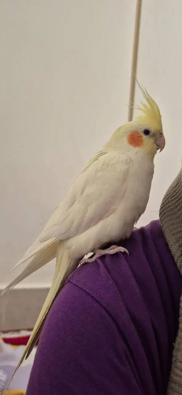 عروس هلندی|پرنده|بجنورد, |دیوار