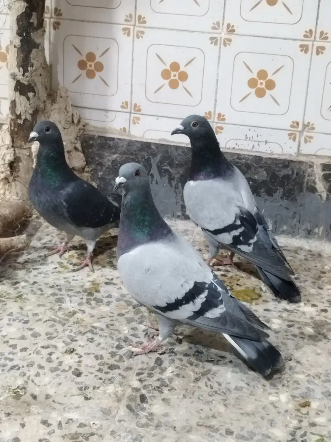 کفتر پلاکی کاشانی تهرانی|پرنده|خمینیشهر, |دیوار