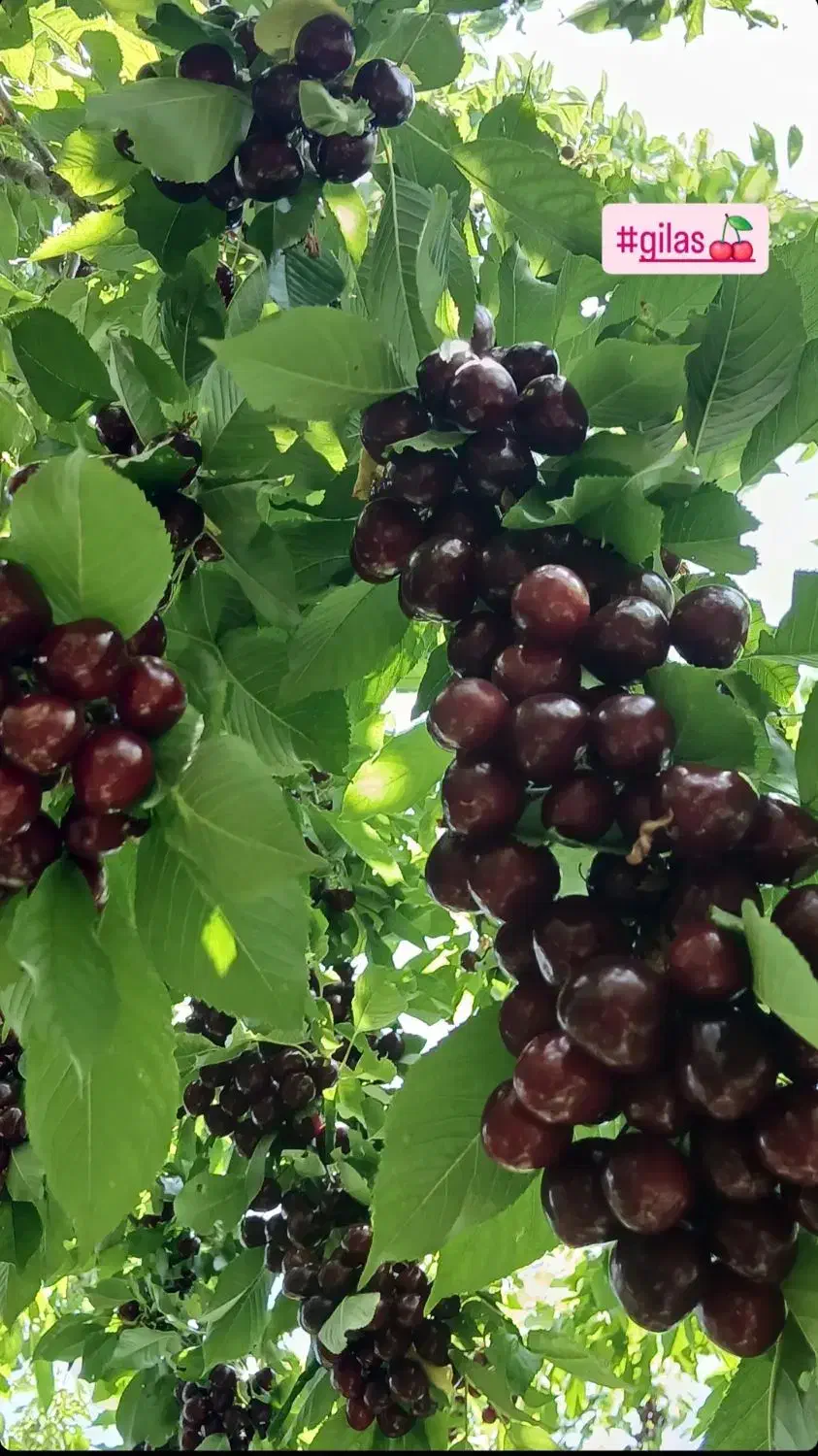 نهال|خدمات باغبانی و درختکاری|انزل, |دیوار