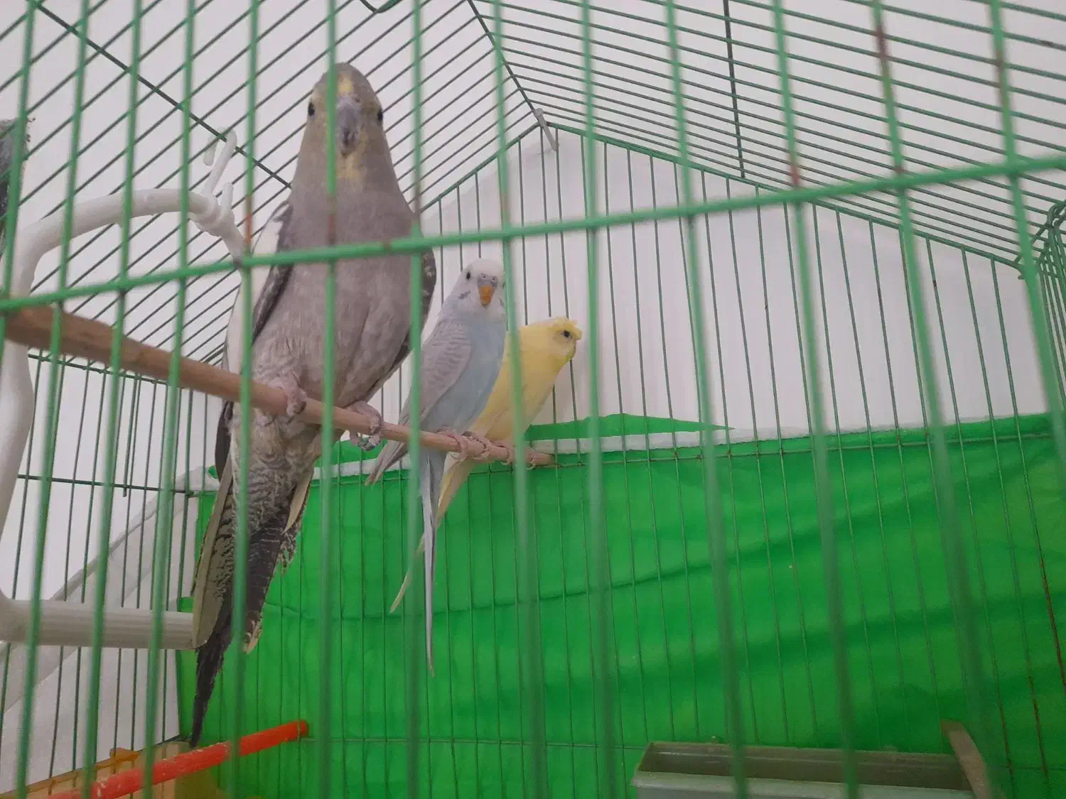 پرنده|پرنده|بیرجند, |دیوار