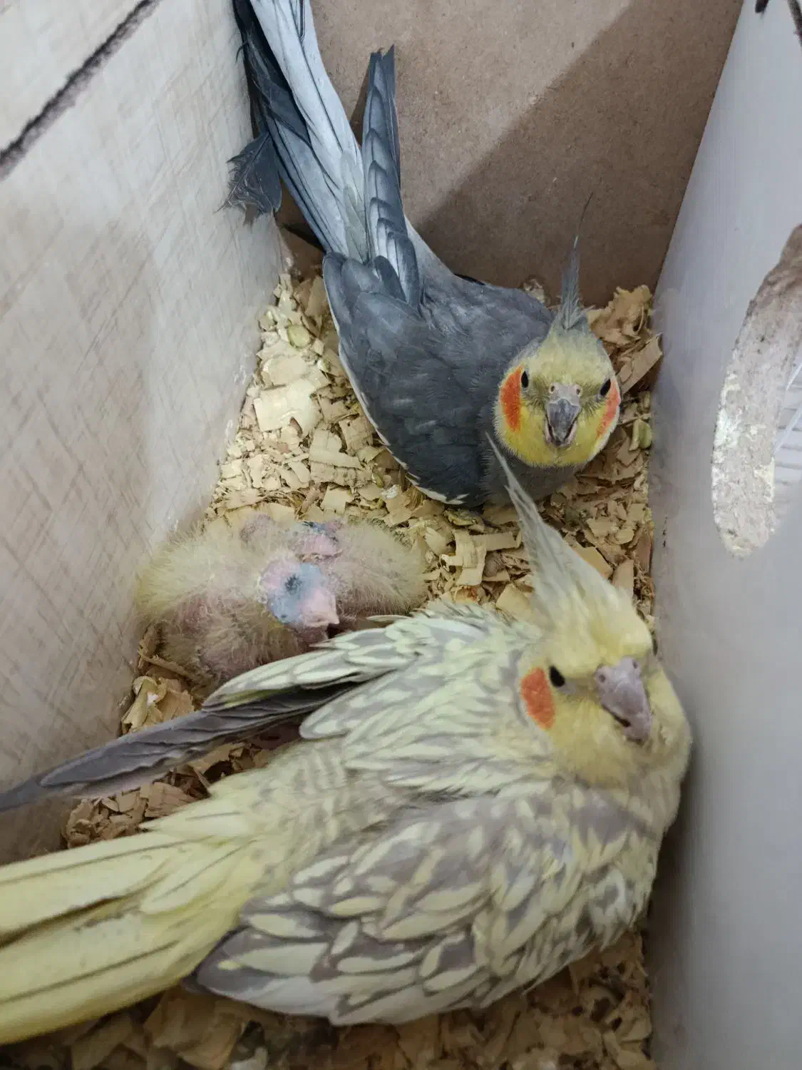 عروس هلندی|پرنده|قره ضیاالدین, |دیوار