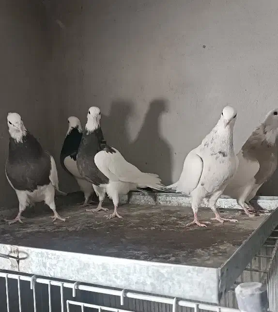 کفتر جوان طوقی|پرنده|قم, بکایی|دیوار