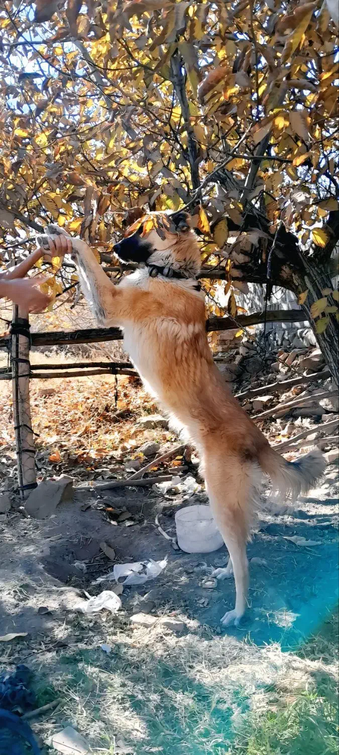 توله ۱۰ ماهه نگهبان و مناسب گله|سگ|تربتحیدریه, باغ سلطانی|دیوار