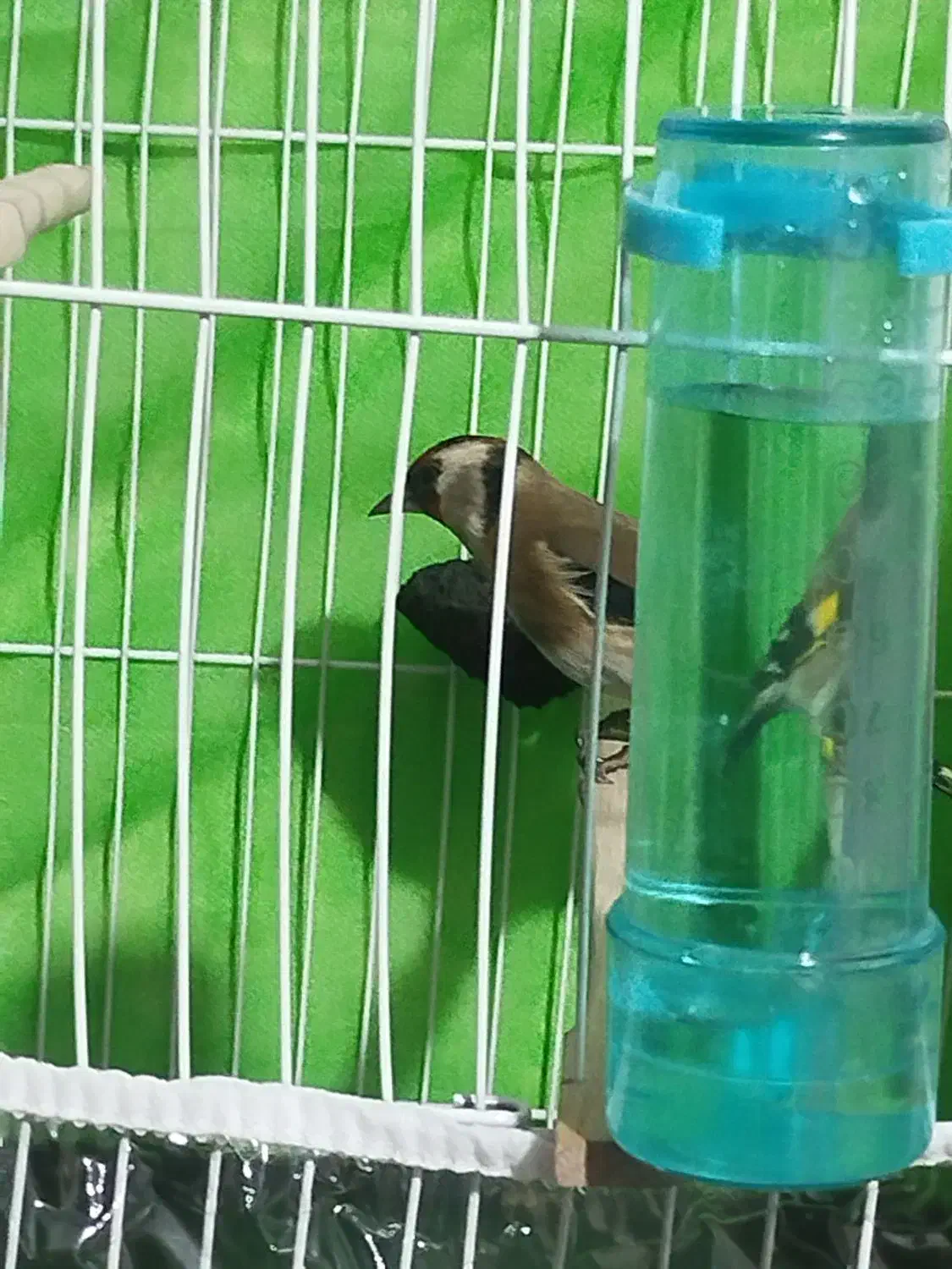 قناری سهره فنچ|پرنده|مشهد, کارگران|دیوار