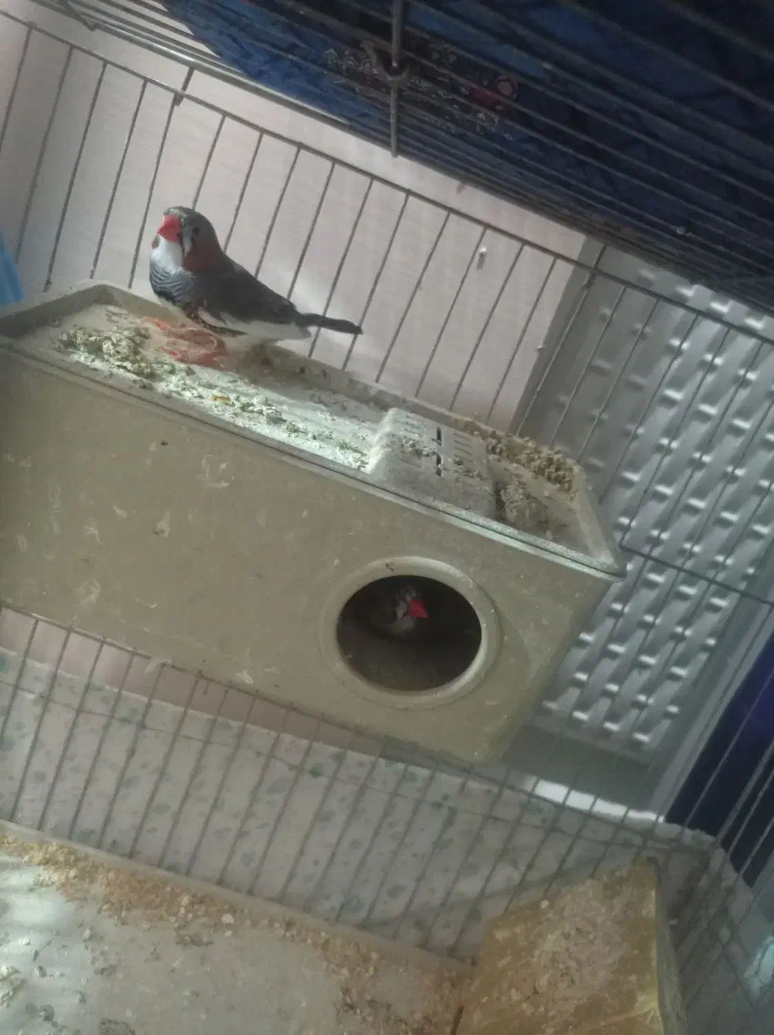 کوتوله مولد با چهارتخم مرغ عشق کمیاب بنفش فنچ|پرنده|تبریز, |دیوار