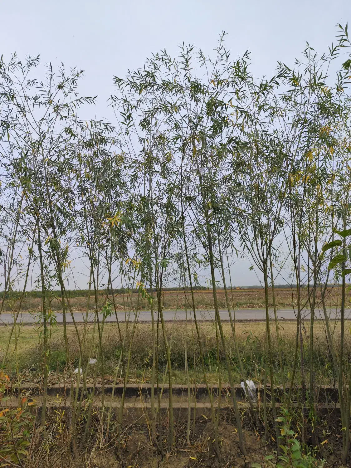 نهالستان شکوفه|حراج|میاندوآب, |دیوار