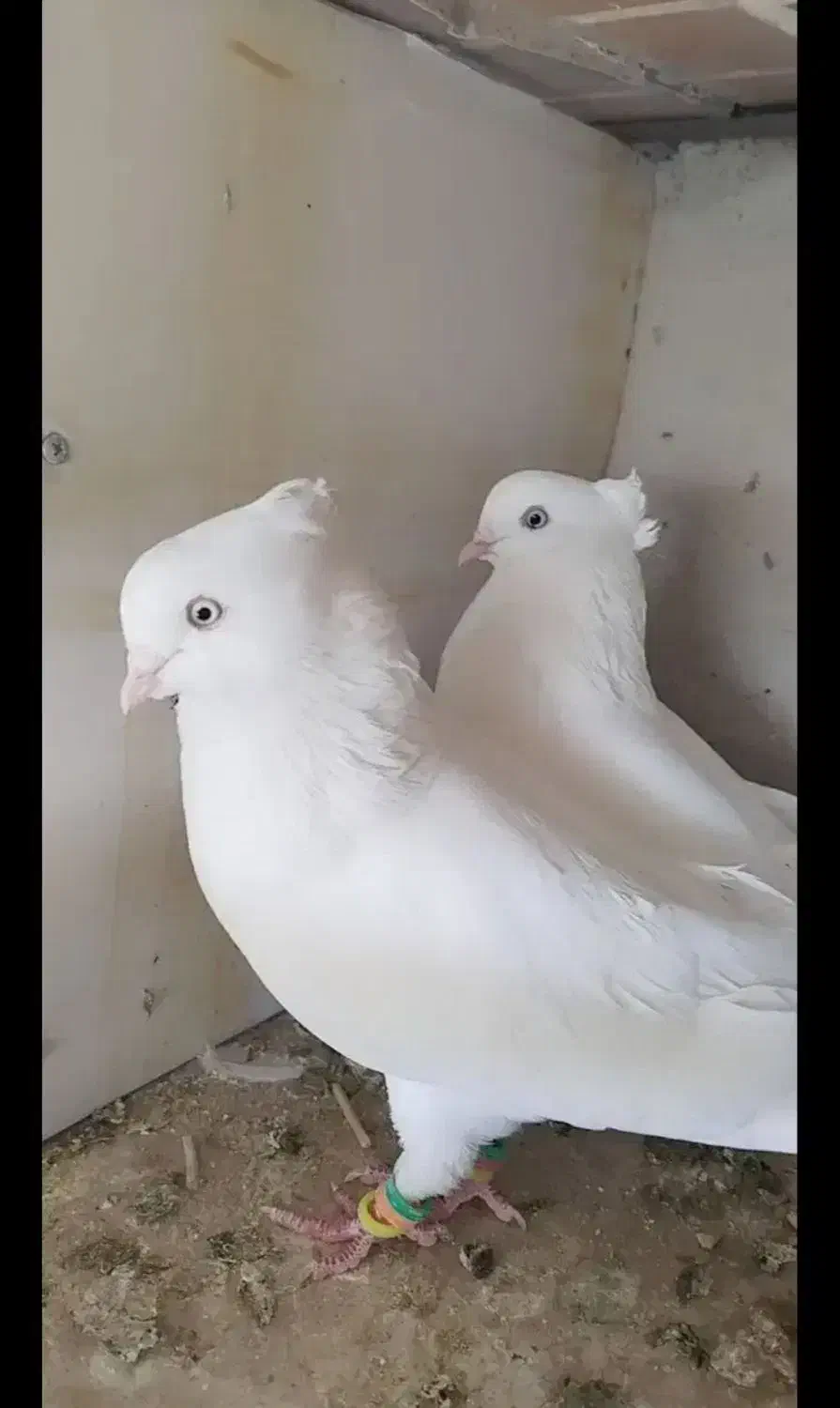 سفید اراکی|پرنده|اقلید, |دیوار