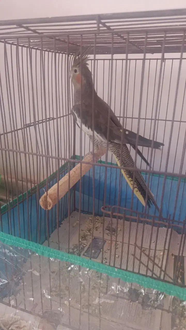 فروش عروس هلندی ماده|پرنده|رامسر, |دیوار