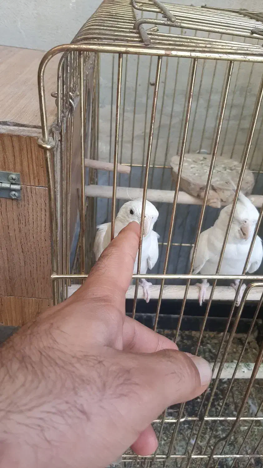 عروس هلندی آلبینو سالمو سرحال|پرنده|قرچک, فردیس|دیوار