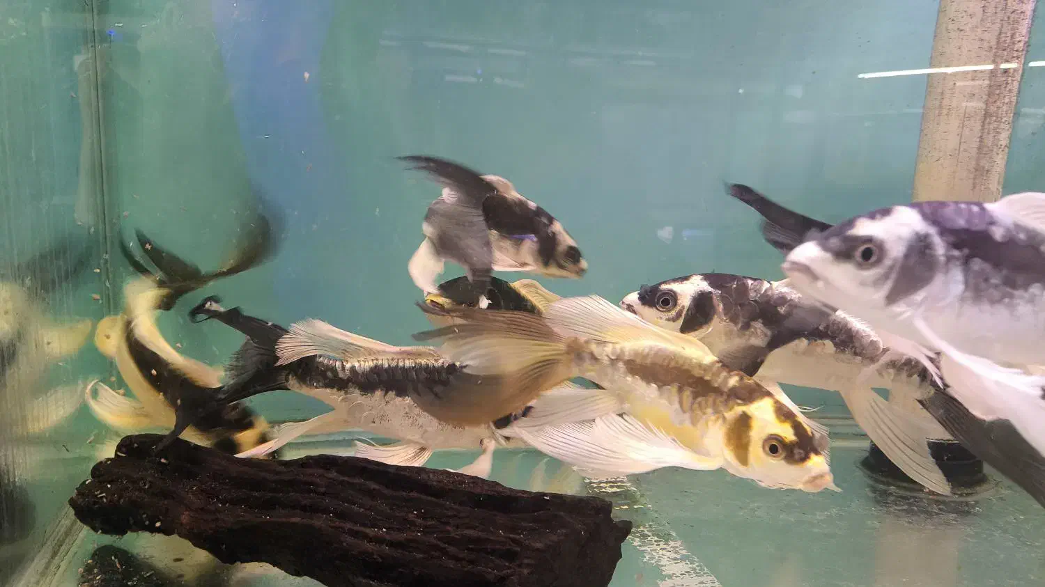 کوی مایان و پلاتینیوم و بقیه نژاد ها|ماهی|فولادشهر, B4|دیوار