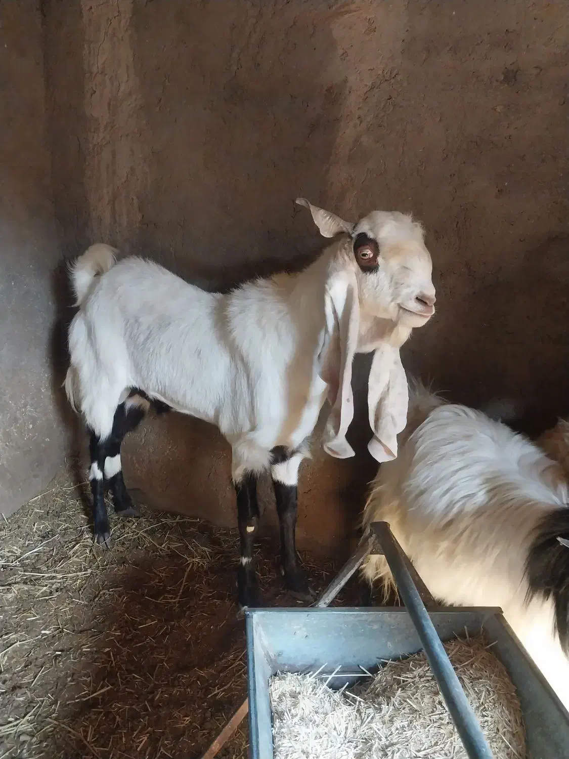 نری پاکستانی .بز پاکستانی .بره نر سبک و نژاد دار|حیوانات مزرعه|رفسنجان, |دیوار