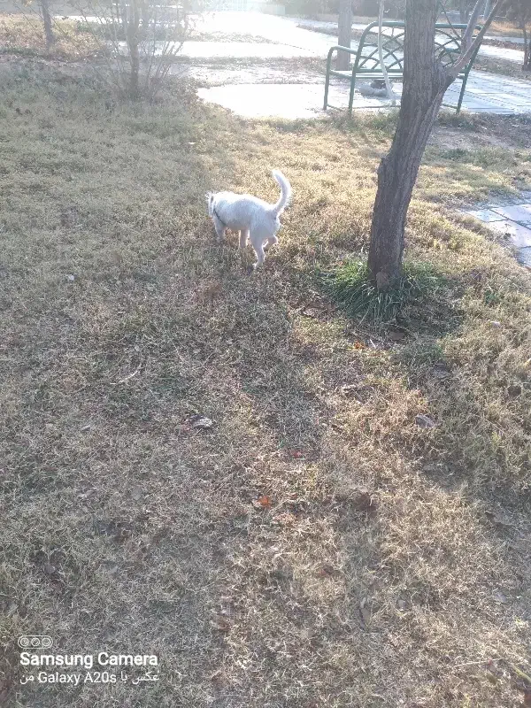 گمشده|حیوانات|تهران, تهرانسر غربی|دیوار