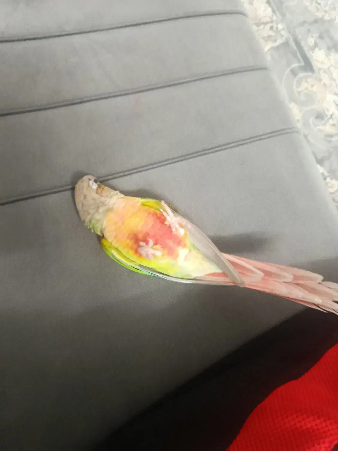 گیرینچیک|پرنده|تهران, وحیدیه|دیوار