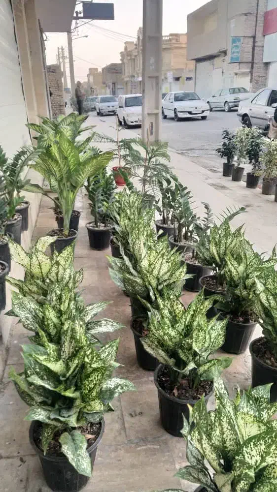 گل و گیاه طبیعی|گل و گیاه طبیعی|زابل, |دیوار