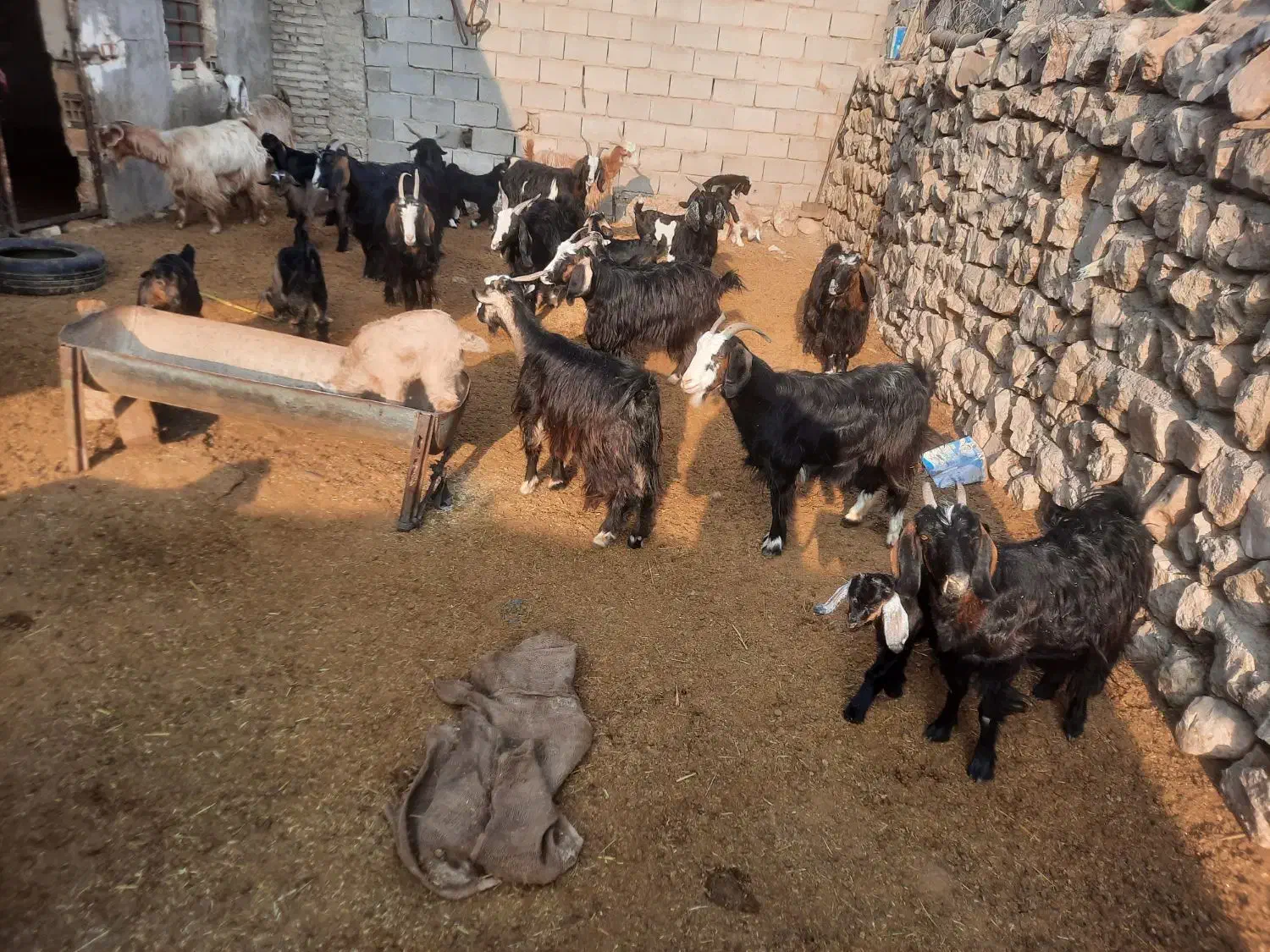 فروش بز و بی|حیوانات مزرعه|پلدختر, |دیوار