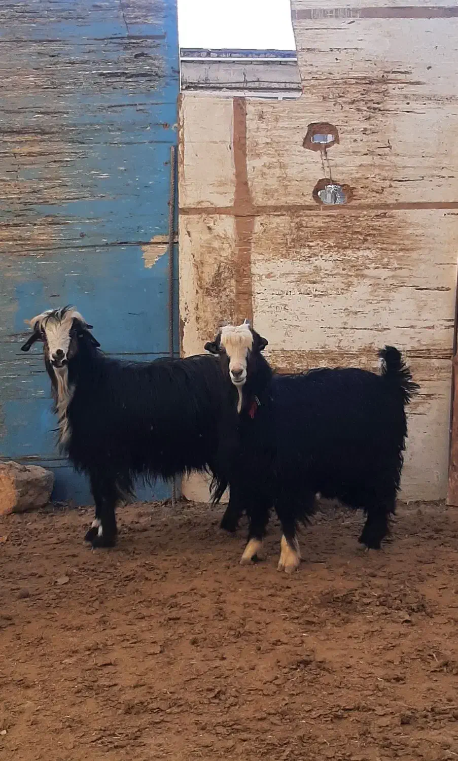 بزغاله و چپش میش بره بز|حیوانات مزرعه|شهرکرد, |دیوار