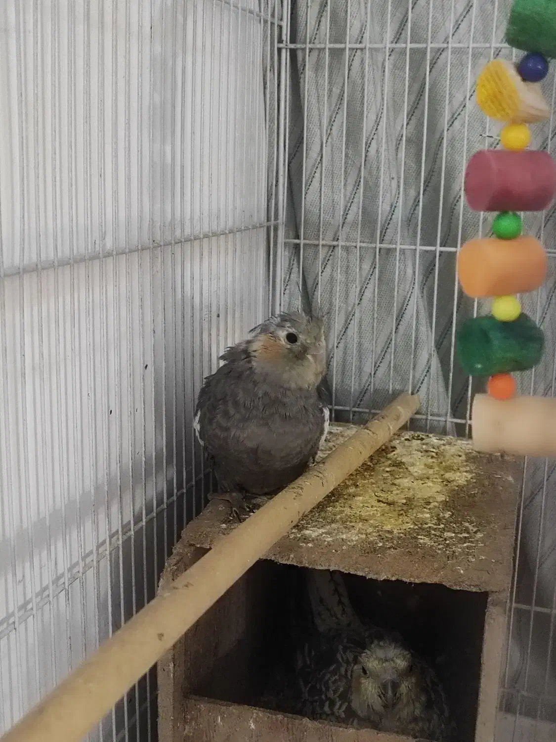 عروس هلندی با همه وسایل|پرنده|پاکدشت, شهرک امام رضا|دیوار