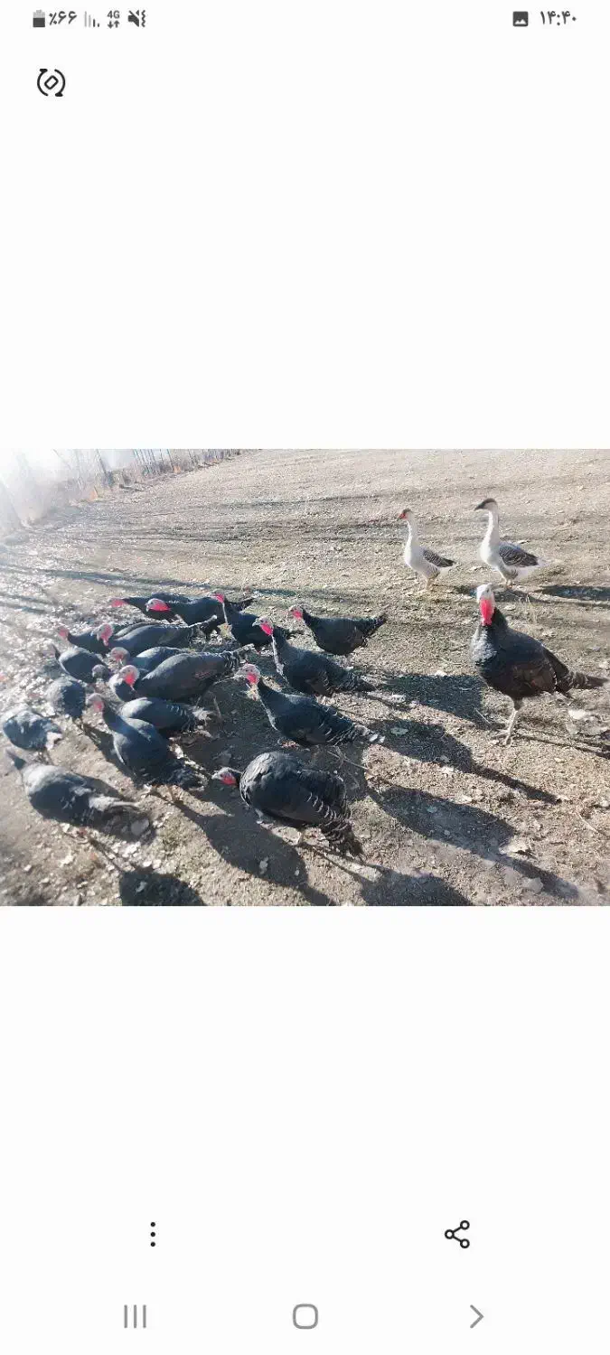 بوقلمونهای نر وماده هم تکی هم یکجا به فروش می رسد|حیوانات مزرعه|چالدران, |دیوار