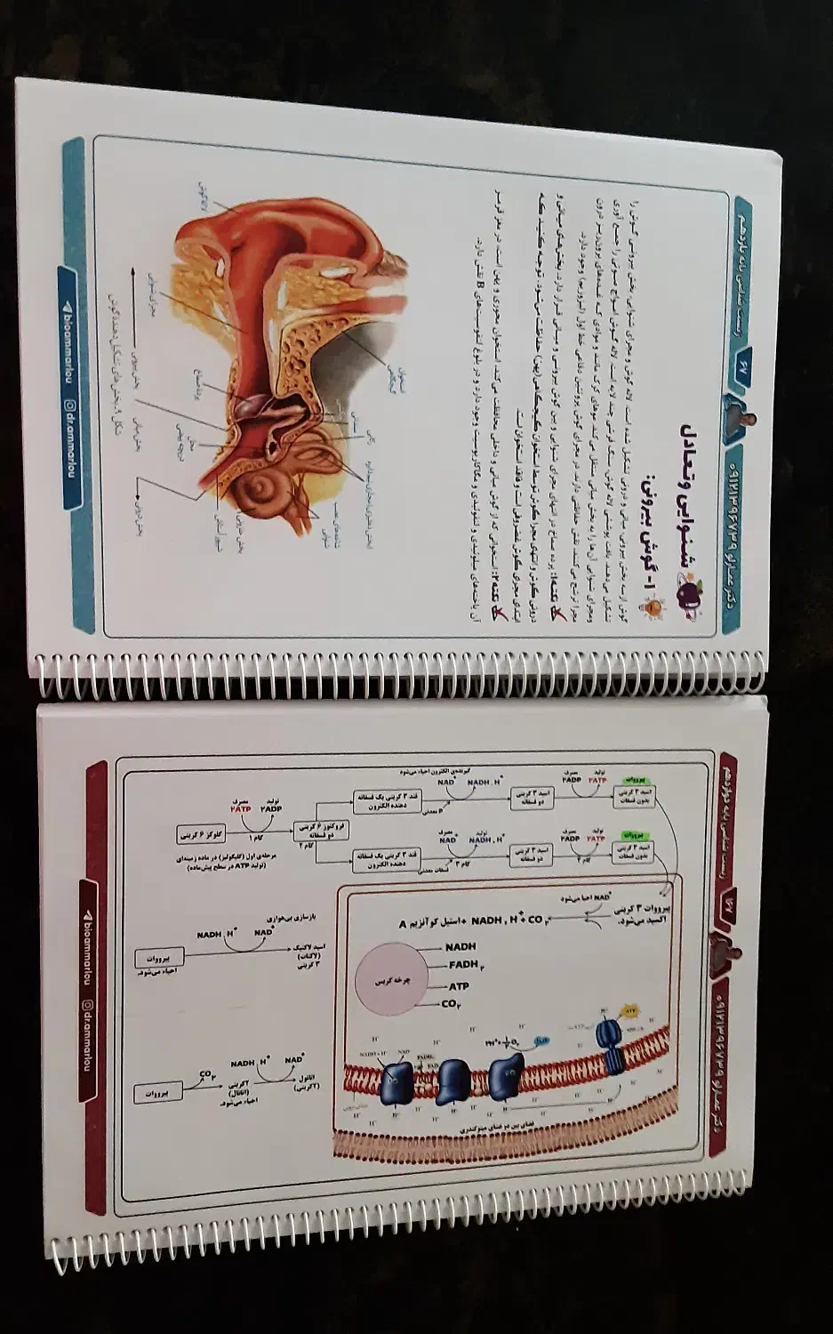 جزوه زیست شناسی یازدهم،دوازدهم استاد عمارلو،رنگی|کتاب و مجله آموزشی|تهران, اقدسیه|دیوار