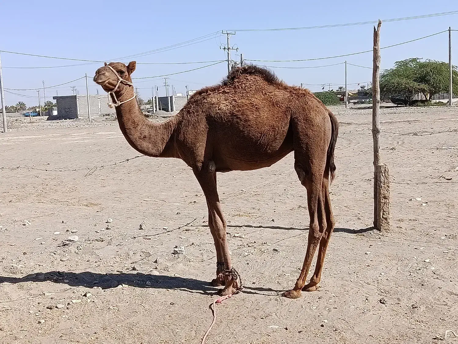 فروش شتر نر|حیوانات مزرعه|میناب, |دیوار