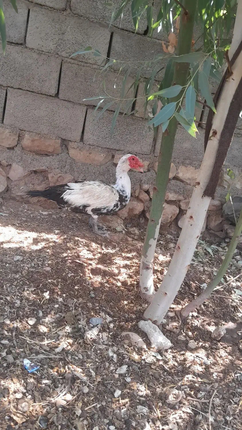 فروش اردک روسی|حیوانات مزرعه|هندمینی, |دیوار