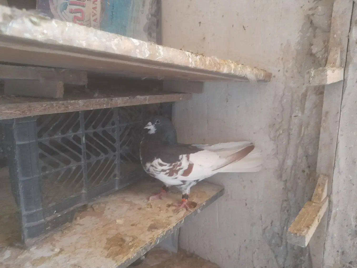 کبوتر|پرنده|شیراز, شهرک مهرگان|دیوار