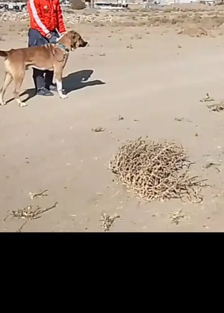 سگ سرابی|سگ|ملایر, |دیوار