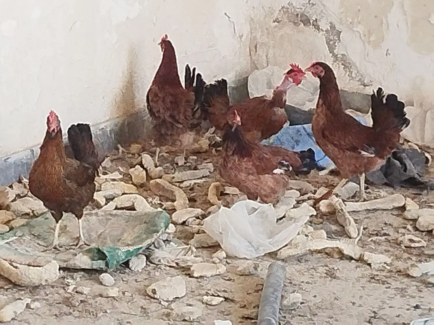 مرغ وخروس محلی اصل|حیوانات مزرعه|باوی, |دیوار