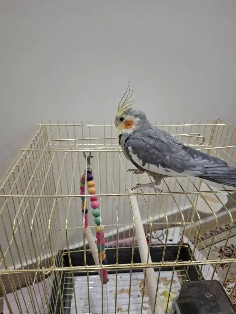 عروس هلندی نر مست|پرنده|تهران, کرمان|دیوار