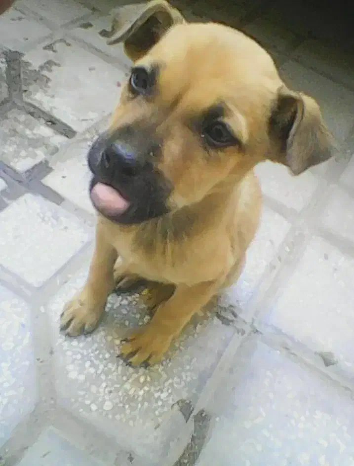 دوتوله سگ نژاد دار پیت بول|سگ|کرمانشاه, |دیوار