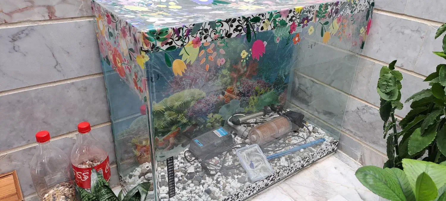 آکواریوم شیشه خم|ماهی|قزوین, |دیوار