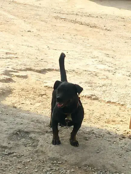 توله پیتبول|سگ|خمینی‌شهر, |دیوار