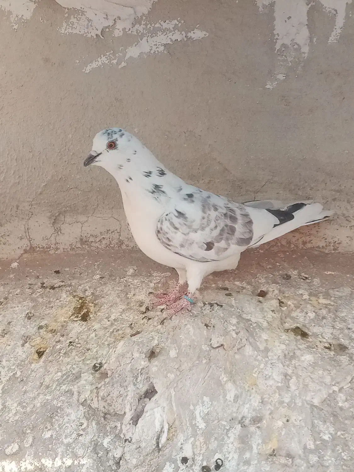 ۸ تا حیون|پرنده|تهران, مشیریه|دیوار