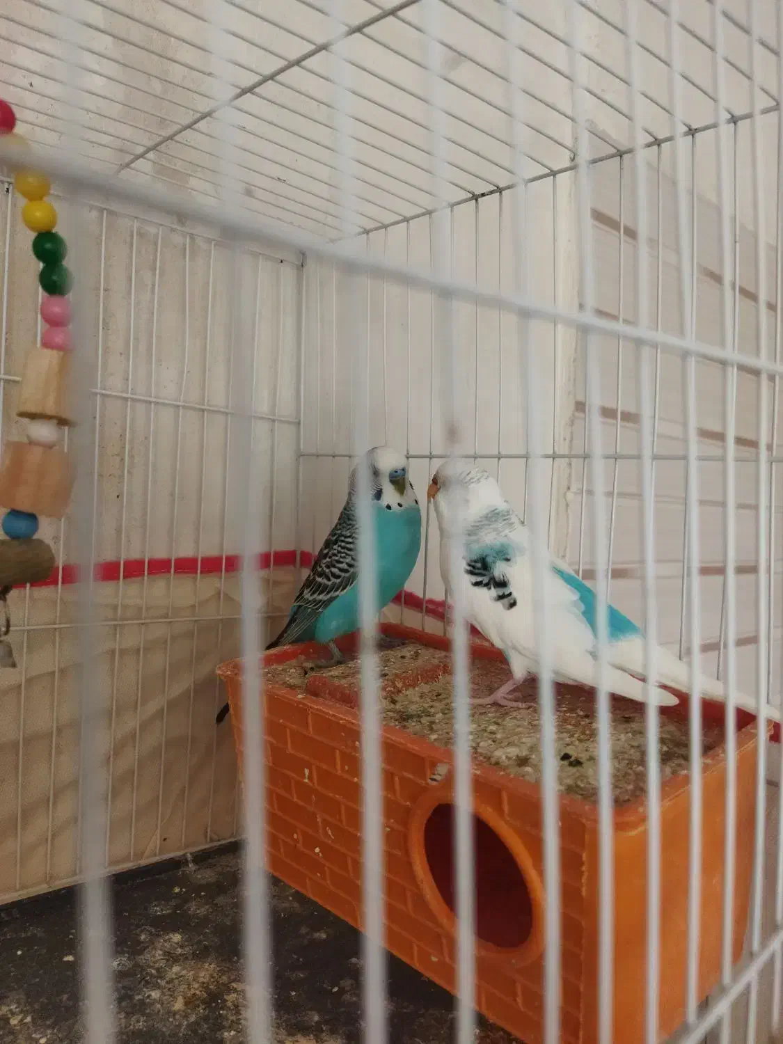 مرغ عشق جفت|پرنده|خواف, |دیوار