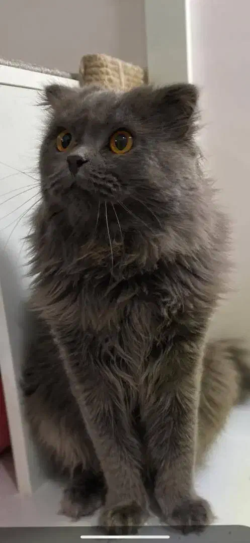 گربه اسکاتیش نر|گربه|اردبیل, |دیوار