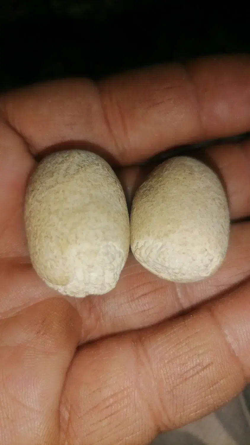 مهره اصل افغان|جواهرات|اهواز, زیتون کارمندی|دیوار