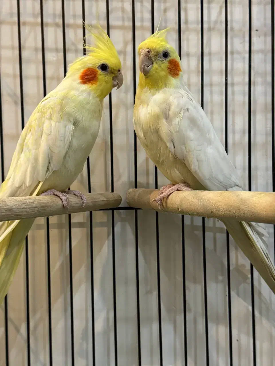 عروس هلندی مولد|پرنده|باقرشهر, |دیوار