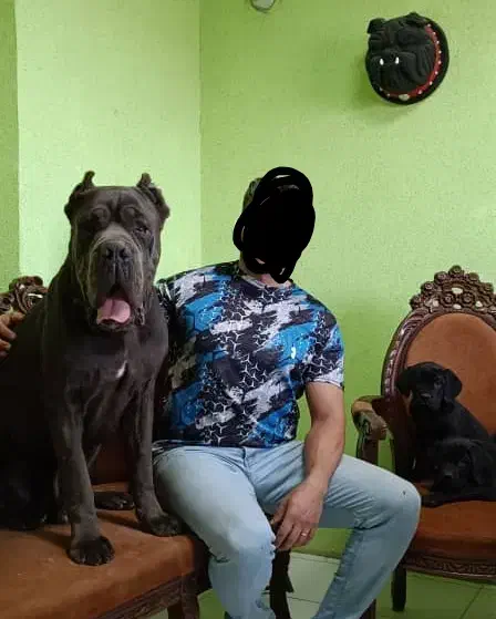 ۲نژاد قدرتمند روت وایلر و کین کورسو اورجینال|سگ|ماهدشت, |دیوار