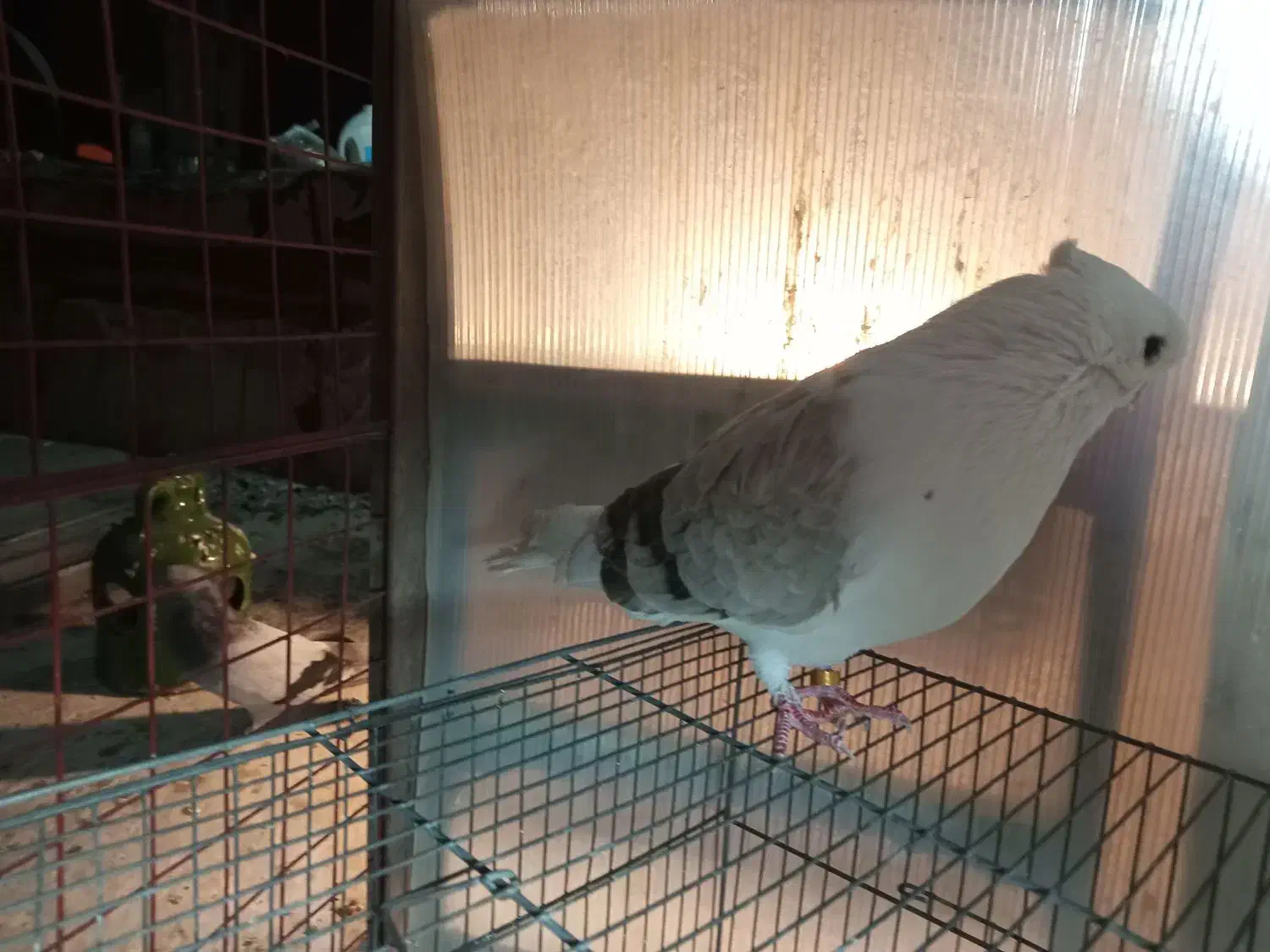 دوکت قنار|پرنده|محمدشهر, محمدشهر|دیوار