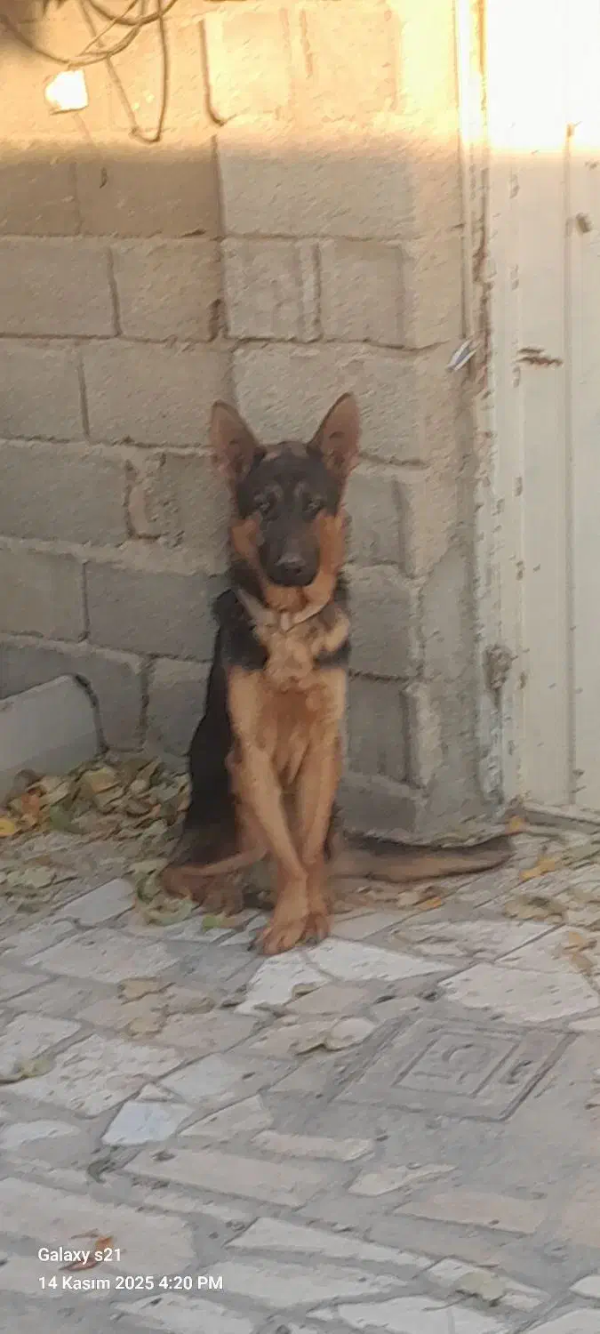 سگ ژرمن بلک و شپرد. واگذاری|سگ|کرج, فاز ۳ گوهردشت|دیوار