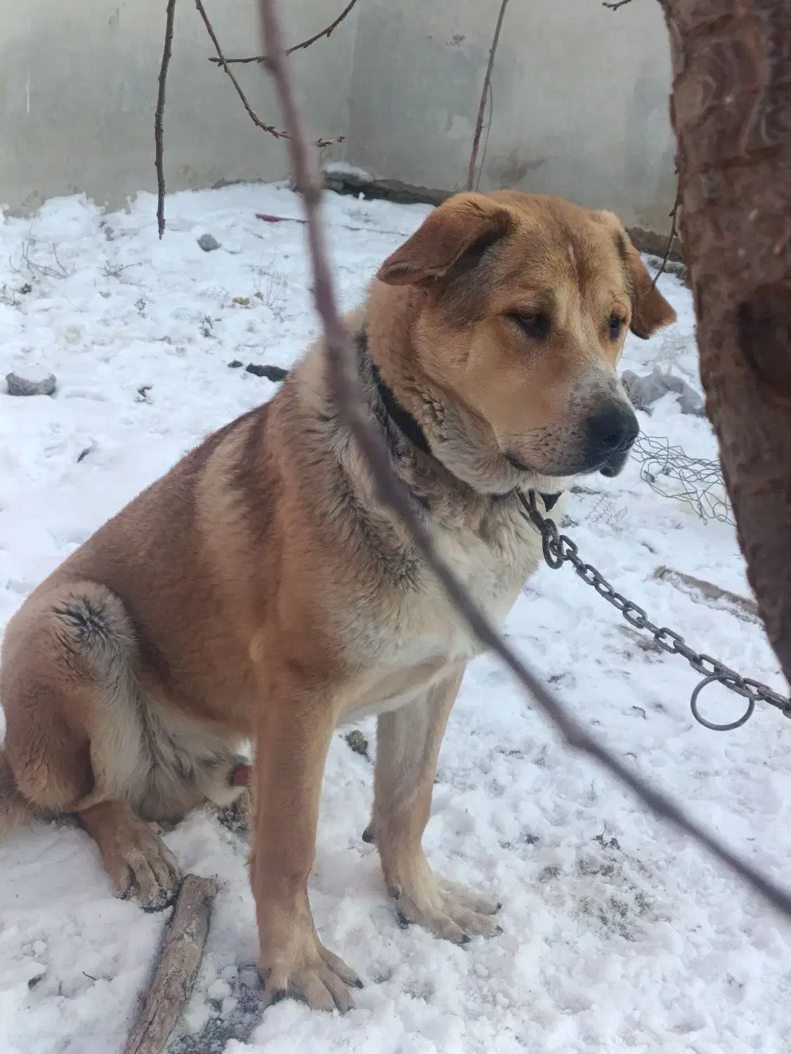 پژدر عراقی|سگ|تهران, نازیآباد|دیوار